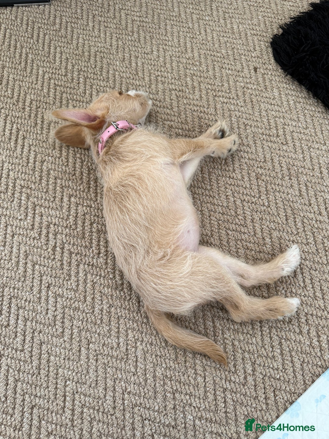 Mixed Breed dogs for sale: Rumi (French bulldog/cockpoo mix breed - Image 2
