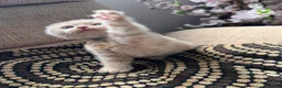 British Shorthair cats for sale: 😻CREAM & RED COLOUR KITTENS 😻 - Advert 5