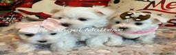 Maltese dogs for sale: ✨ Outstanding KC half-Korean Maltese Puppies ✨ - Advert 9