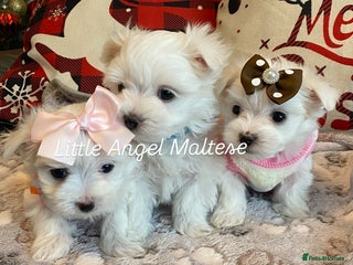 Maltese dogs ✨ Outstanding KC half-Korean Maltese Puppies ✨ - Advert 4