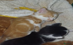 Mixed Breed cats for sale: 5 Kittens - Image 5