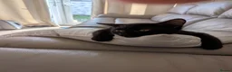 Mixed Breed cats for sale: Tiger,the black boy  - Advert 3