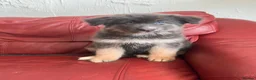 German Shepherd dogs for sale: Stunning quality GSD pups looking for new home!  - Advert 6