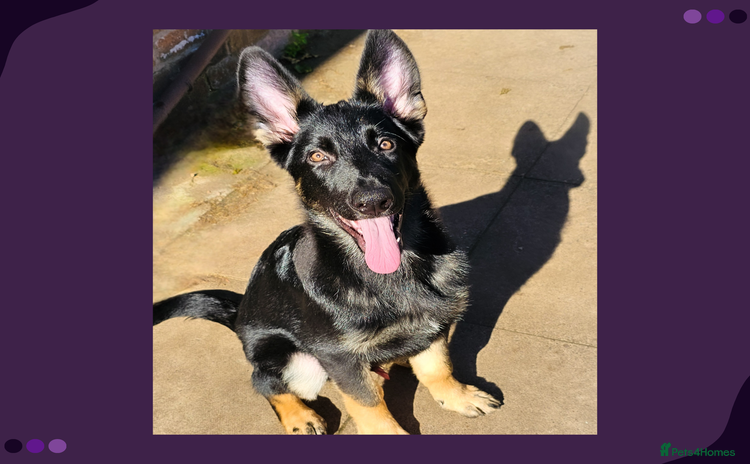 German Shepherd dogs - Advert 6