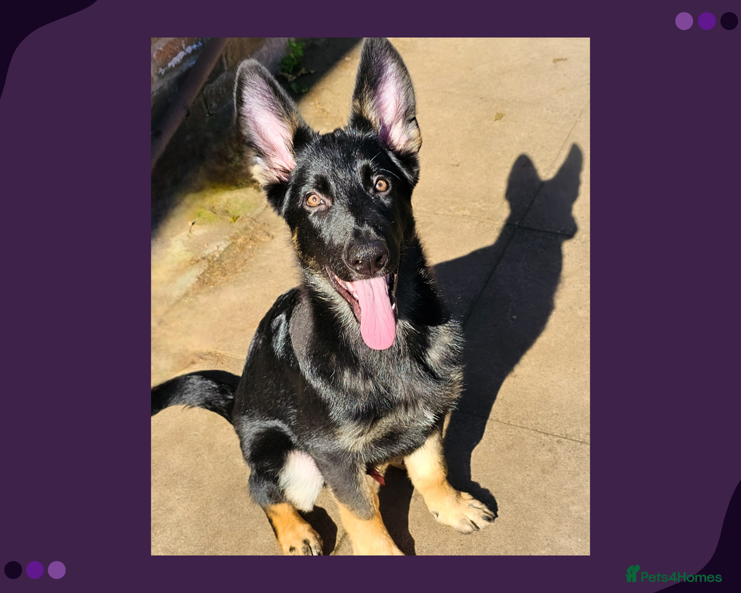 German Shepherd dogs for sale: 🔹️*REDUCED* handsome straight back KC gsp🔹️ - Image 1