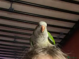 Parrots birds Quaker Parrot - Male - Advert 6