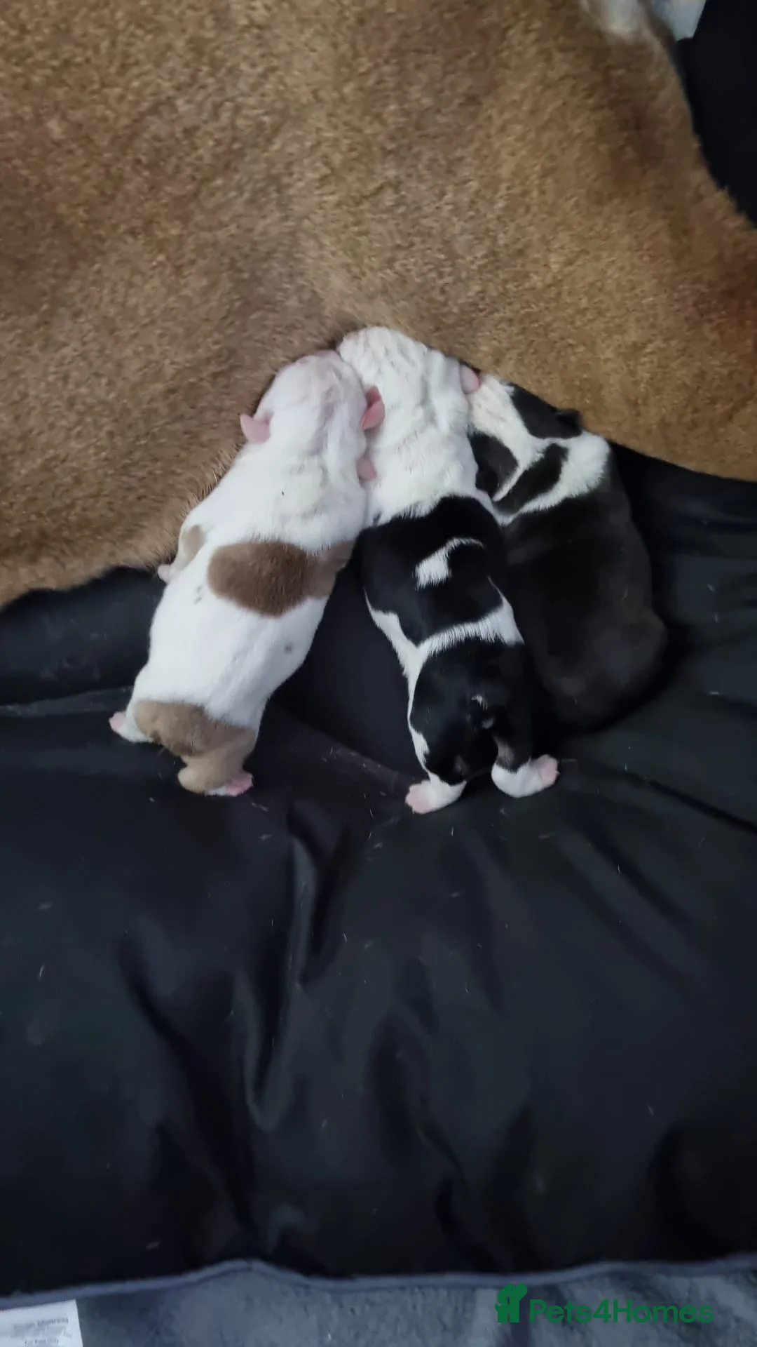 English Bulldog dogs for stud: For Stud: Alfie (Trindle) PROVEN in Brighouse - Advert 9