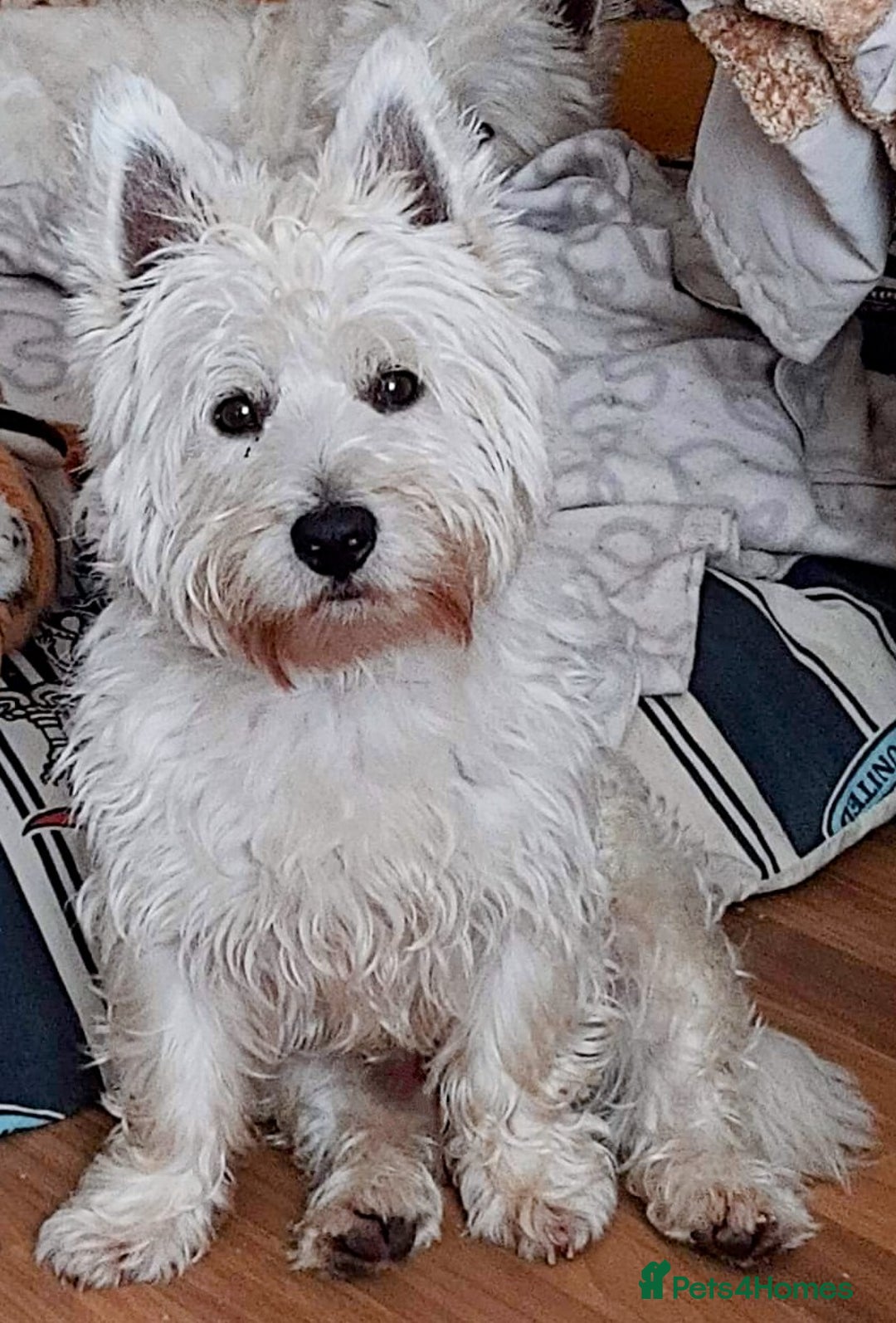 West Highland Terrier dogs for stud: For stud in Consett - Image 3