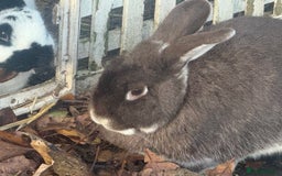 Mixed Breed rabbits for sale: Meet Mouse and Henri  - Advert 5