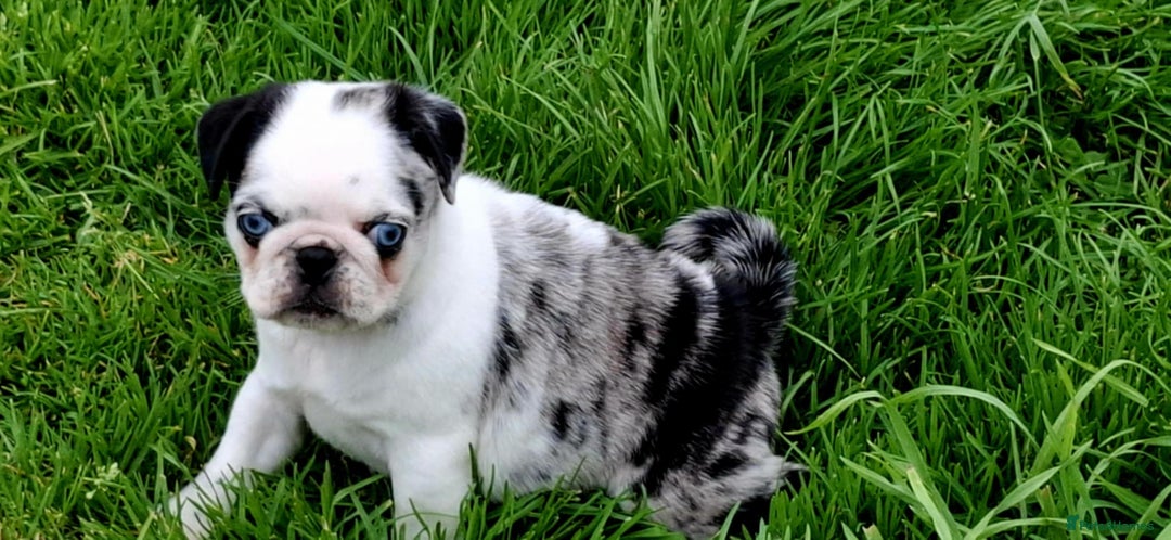 Pug dogs for sale: Pug puppies-Merle, panda and koi - Image 14