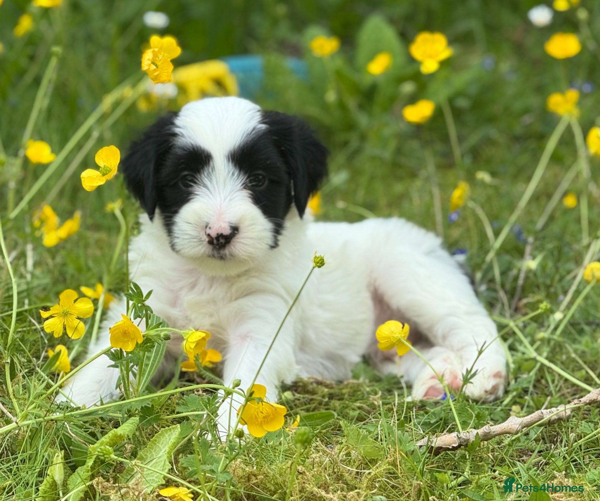 Tibetan Terrier dogs for sale: Stunning KC Reg Tibetan terrier puppies - Advert 1