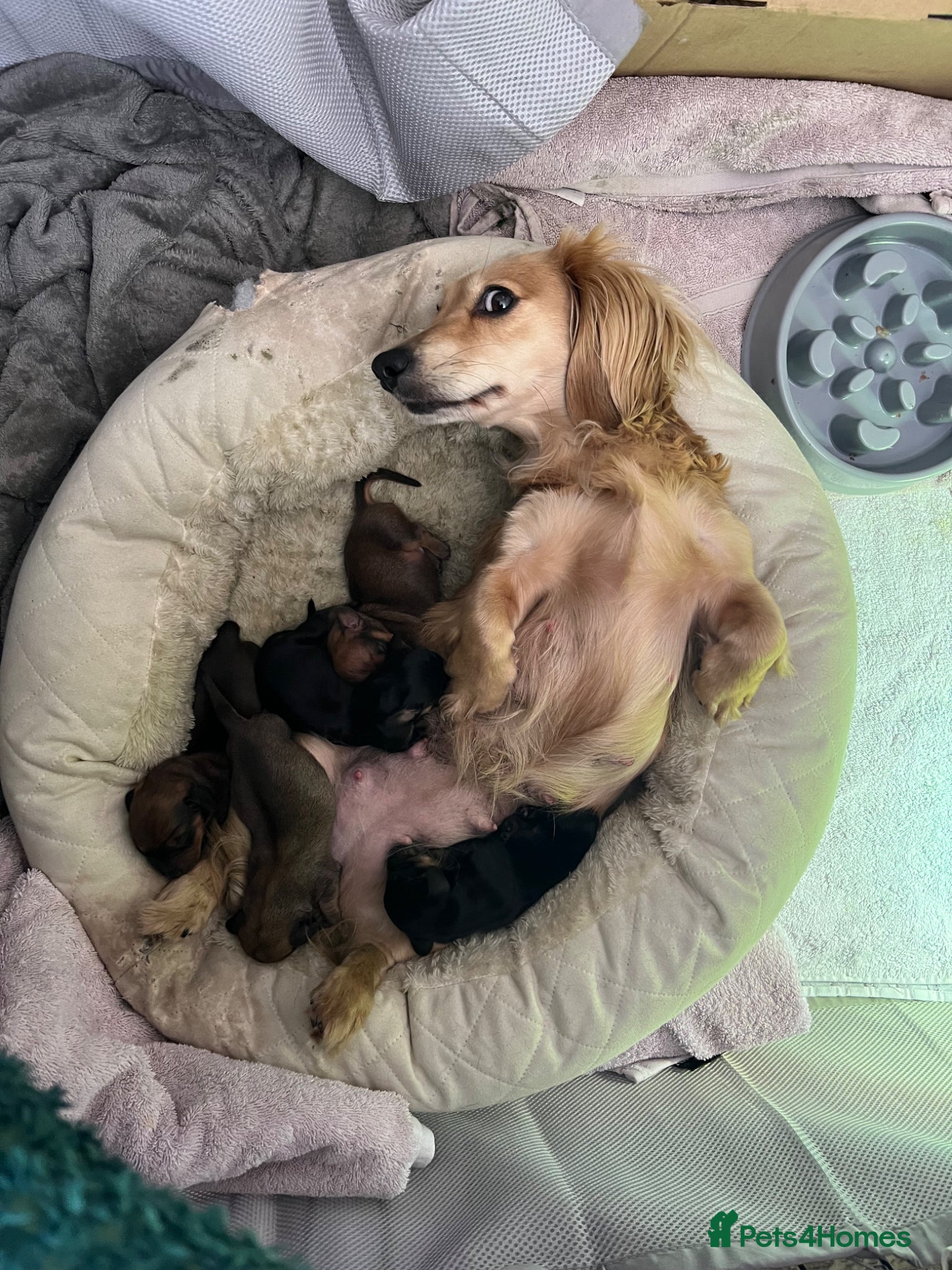 Miniature Dachshund dogs Beautiful litter of 5 - Advert 2