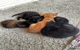 Mixed Breed cats for sale: Adorable little kittens looking for a new home - Image 3