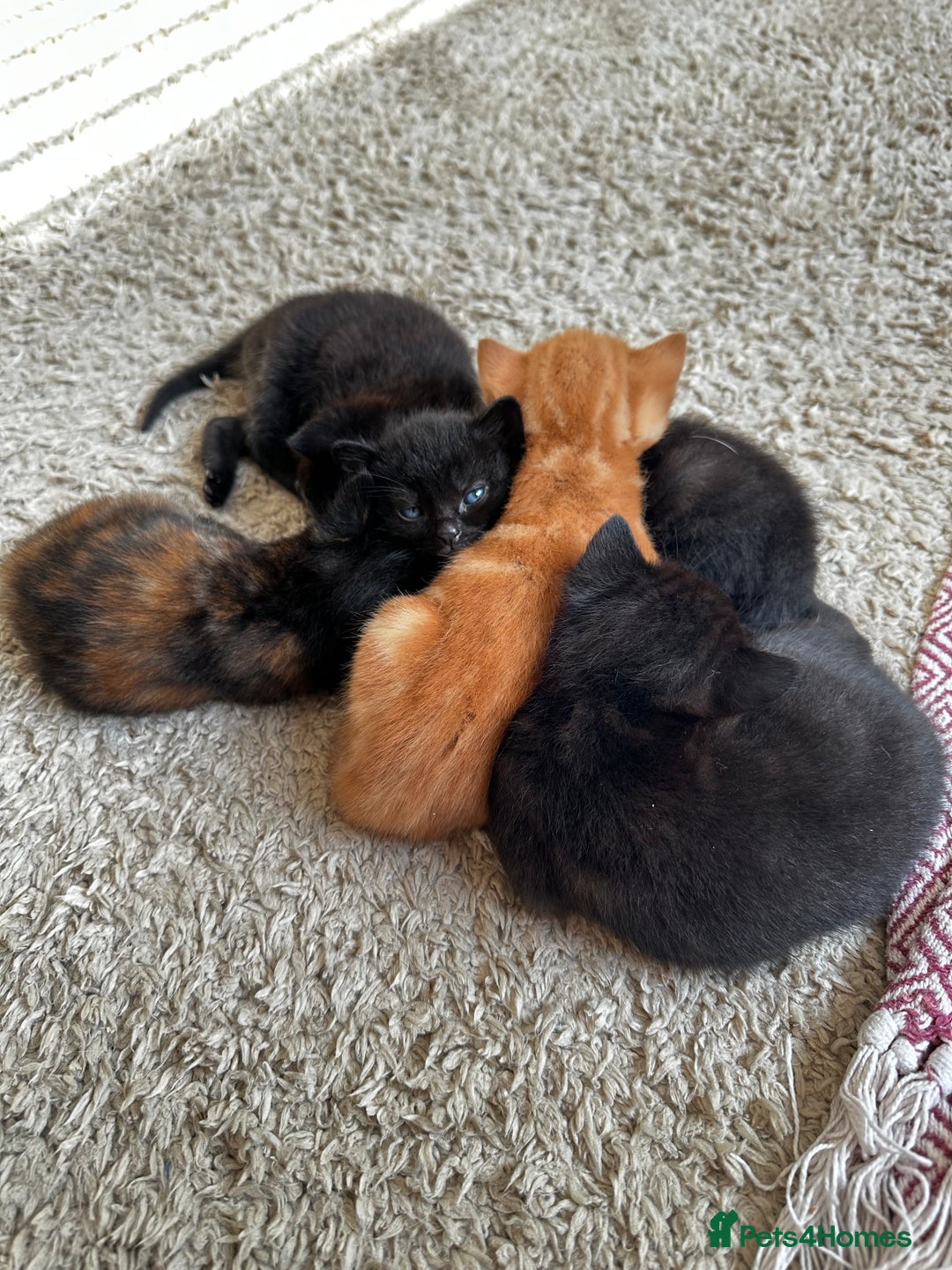Mixed Breed cats for sale: Adorable little kittens looking for a new home - Image 3