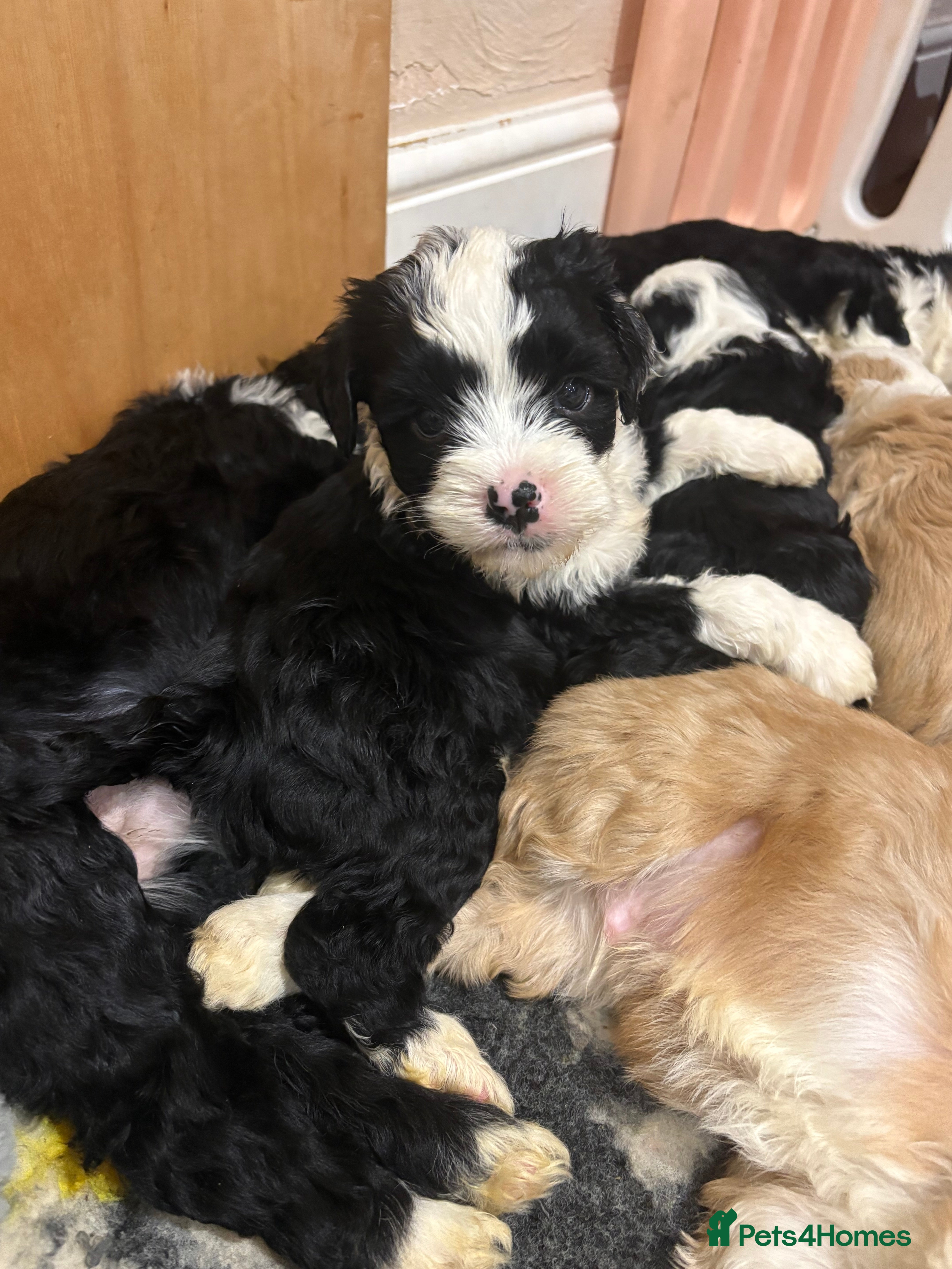 Tibetan Terrier dogs KC fully health tested exceptionally bred Tibetan  - Advert 11