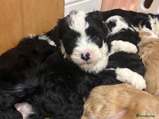 Tibetan Terrier dogs KC fully health tested exceptionally bred Tibetan - Advert 2