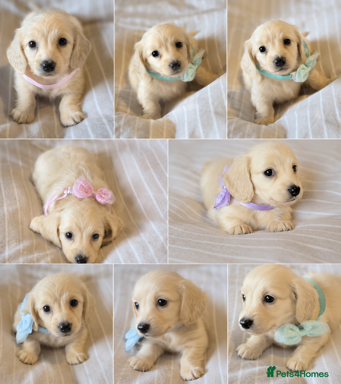 Miniature Dachshund dogs Cream Long Haired Pups KC - Advert 1