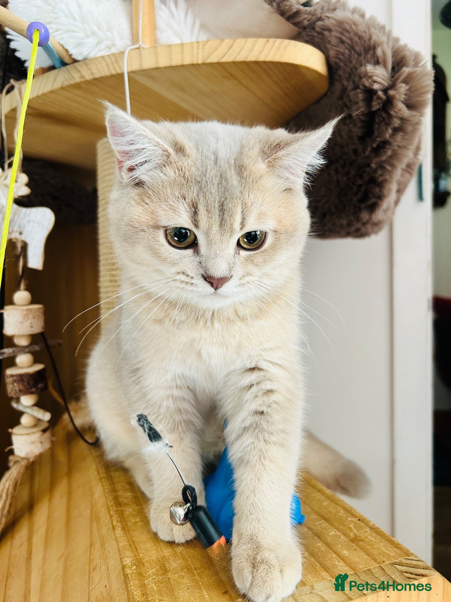 Scottish Fold cats Rear Lilac Gold rear colour boy available  - Advert 2