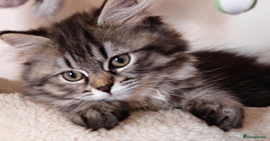 Siberian cats - Advert 12