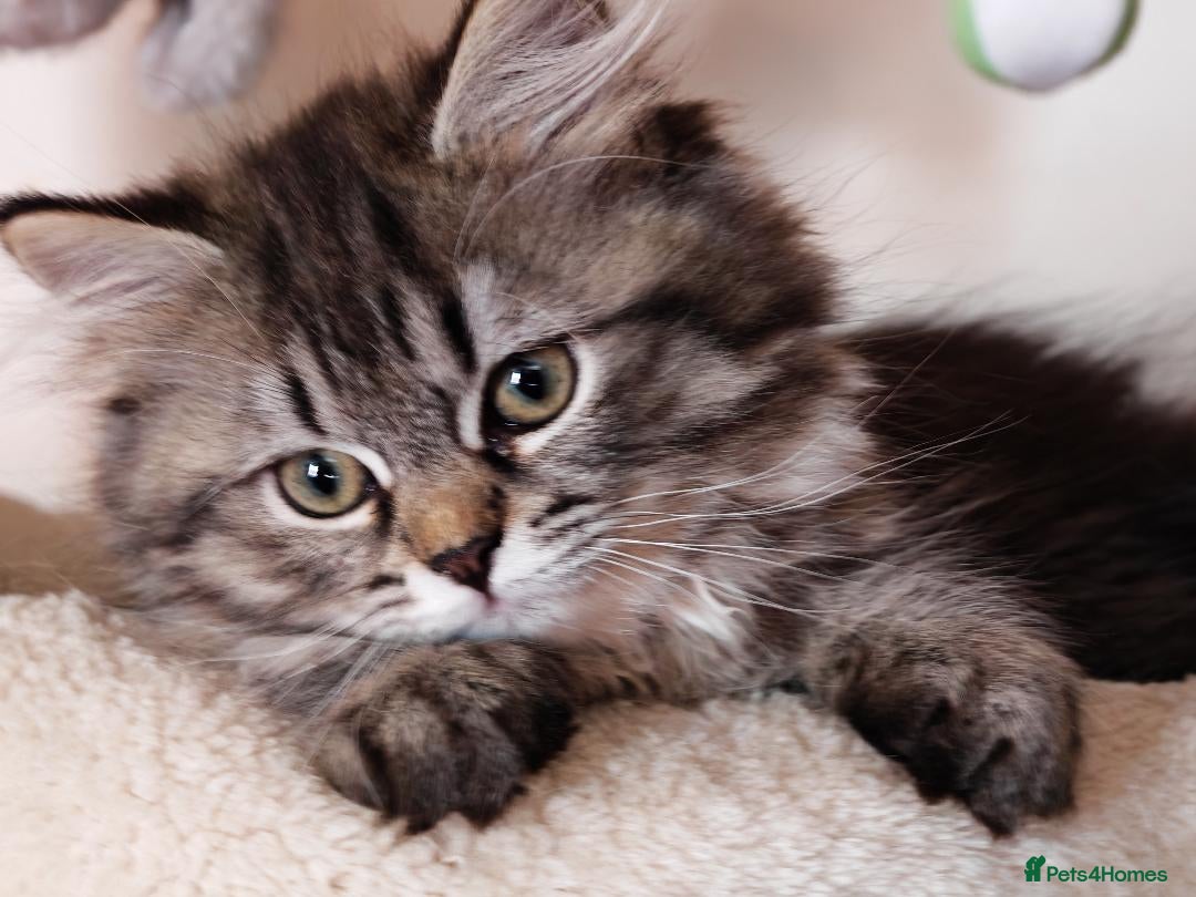 Siberian cats for sale: Siberian GCCFxGolden Chinchilla GCCF - Image 2