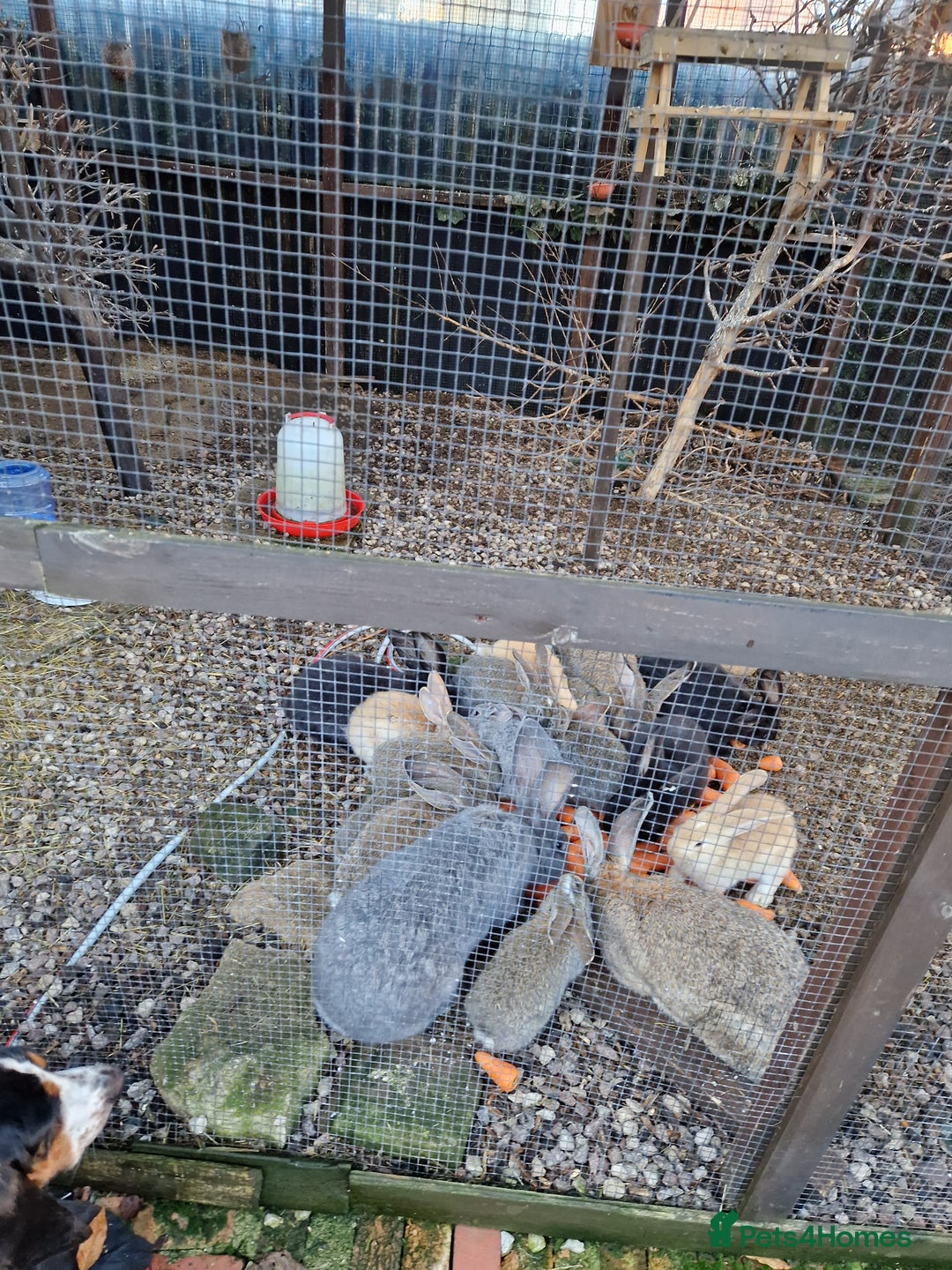 Continental Giant rabbits for sale: Continental Giants  - Advert 4