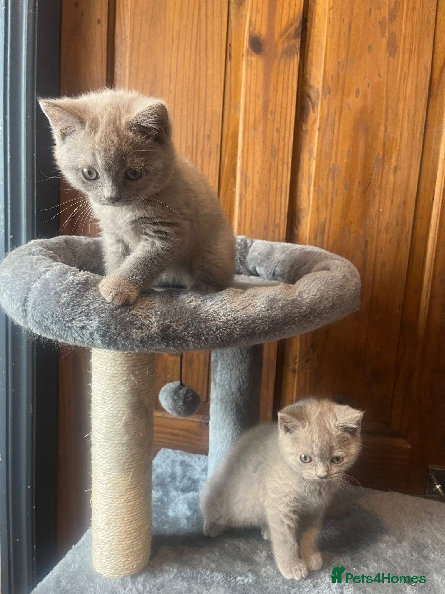 British Shorthair cats 2 lilac BSH Boys READY THIS WEEK - Advert 2