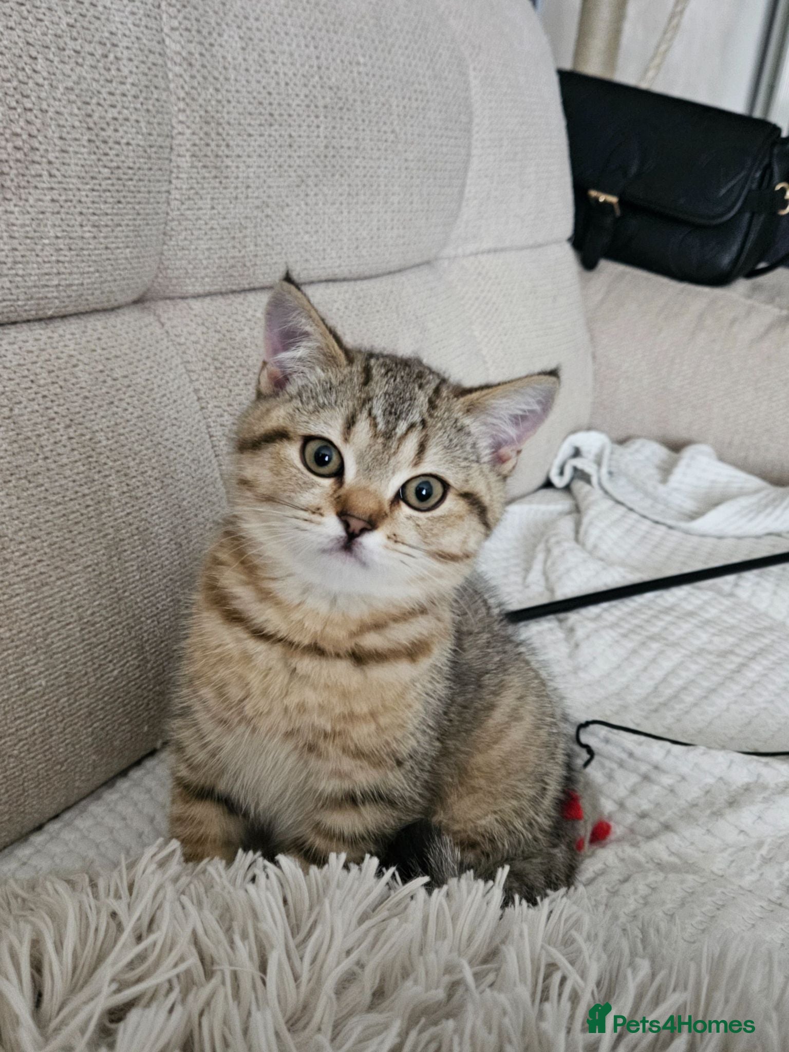 British Shorthair cats British Shorthair kittens! 2 LEFT!  - Advert 2