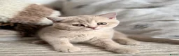 British Shorthair cats for sale: 👑 Exceptional BSH Cream Golden Tipped Girl 👑 - Advert 12