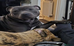 Mixed Breed dogs for sale: 8 Puppies - 3/4 blue staff 1/4 whipit  in Cradley Heath - Image 5