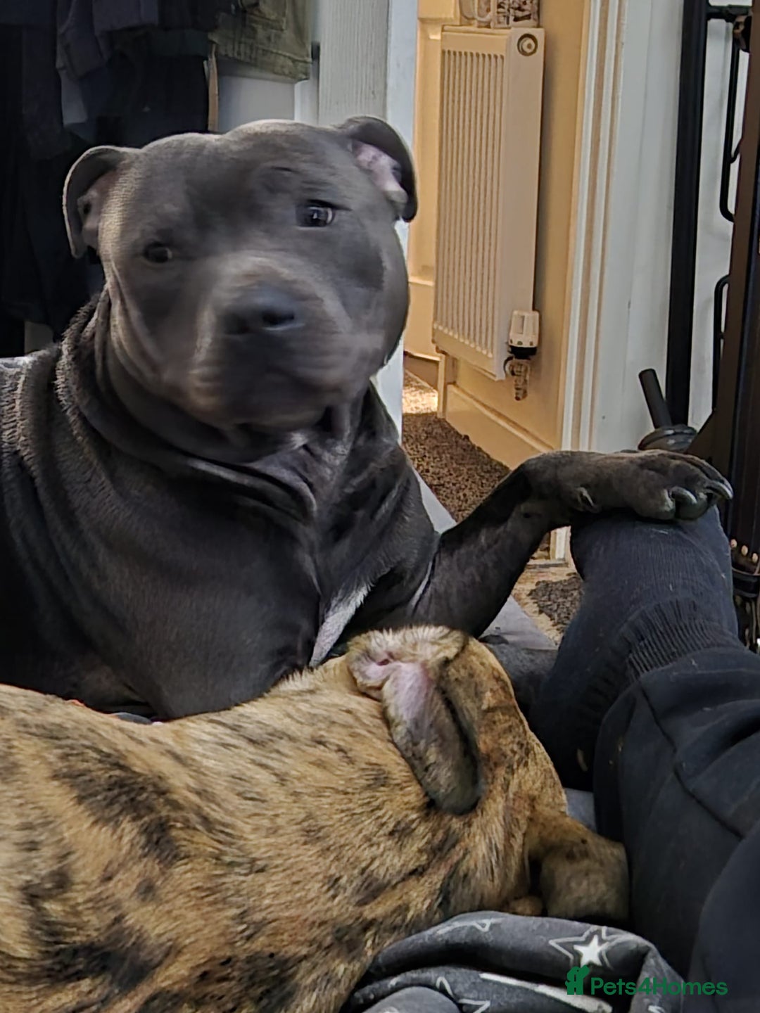 Mixed Breed dogs for sale: 8 Puppies - 3/4 blue staff 1/4 whipit  in Cradley Heath - Image 5