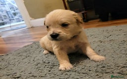 Golden Retriever dogs for sale: Golden Retriever - Advert 4