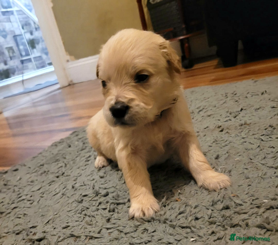 Golden Retriever dogs for sale: Golden Retriever - Advert 4