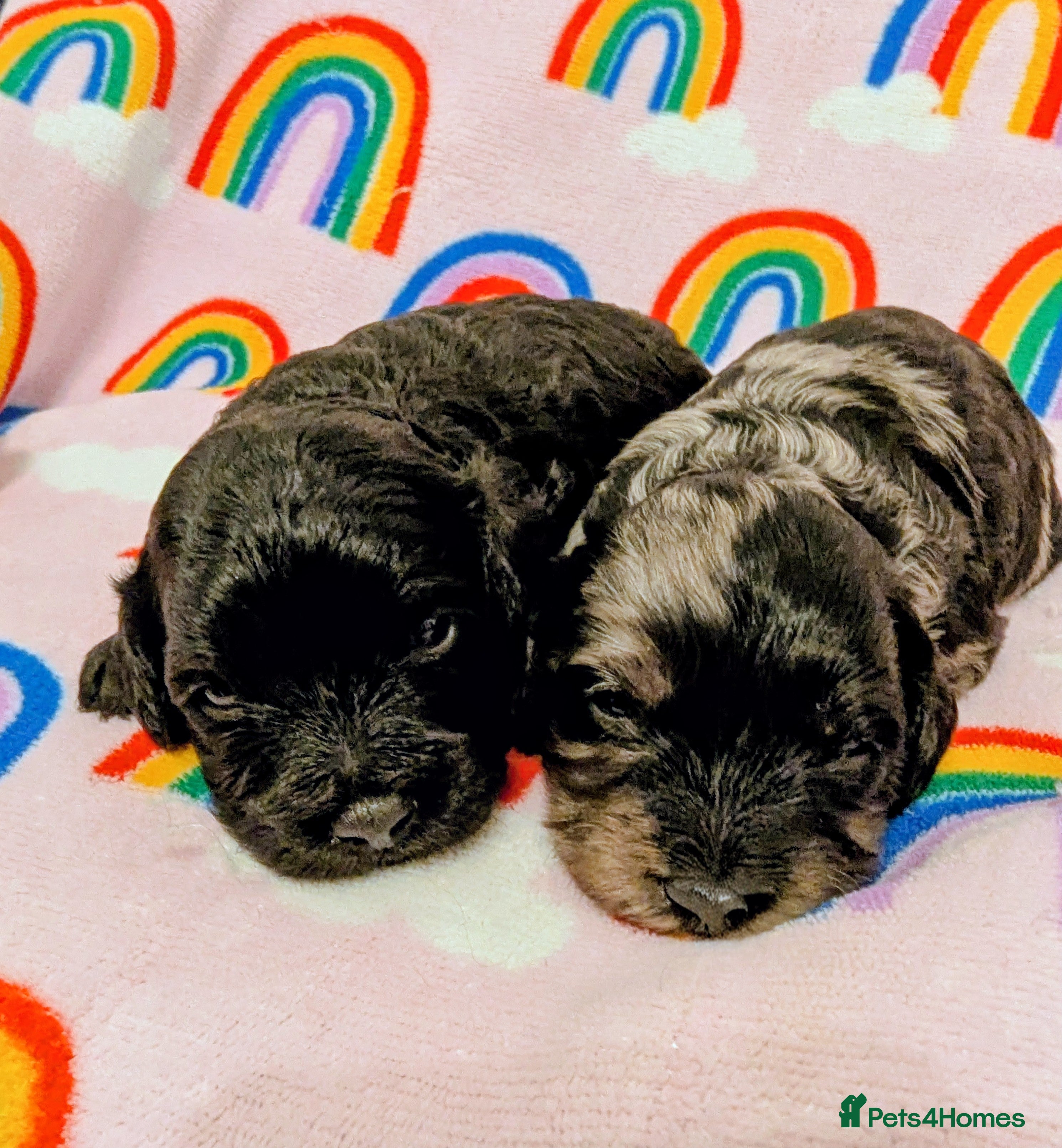 Cavapoo dogs DNA health tested Merle Cavapoos - Advert 1