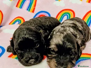 Cavapoo dogs DNA health tested Merle Cavapoos - Advert 8