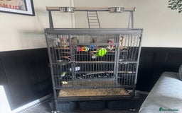 Conures birds for sale: Alexandrian  - Image 11