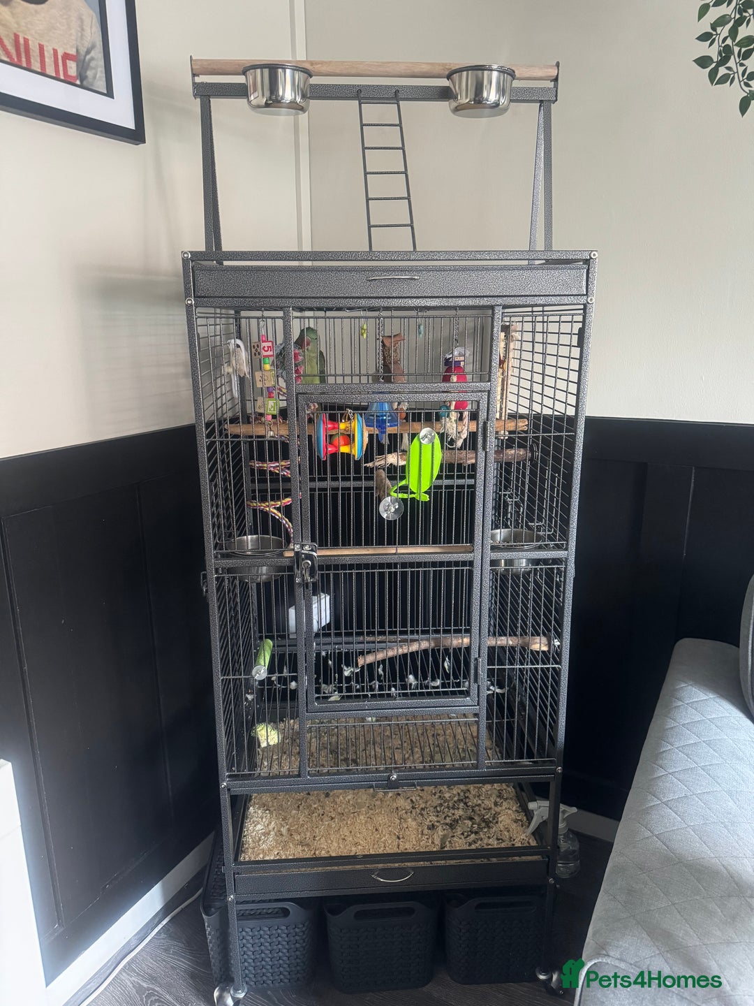 Conures birds for sale: Alexandrian  - Image 11