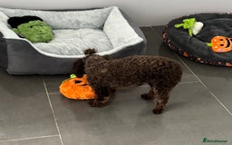 Toy Poodle dogs for sale: Chocolate Toy poodle girl  - Image 5