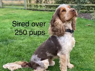 Cocker Spaniel dogs KC Best Practice Health 🐾Show 🐾230+ pups born - Advert 1