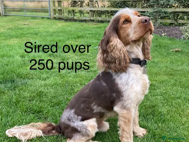 Cocker Spaniel dogs KC Best Practice Health 🐾Show 🐾250+ pups born - Advert 11