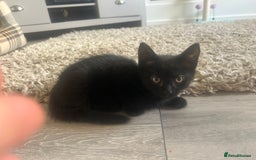 Mixed Breed cats for sale: Our lonely last little boy  - Image 2