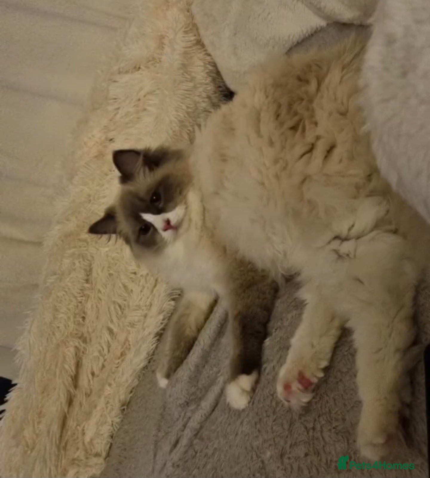 Ragdoll cats Ragdoll Kittens  - Advert 2