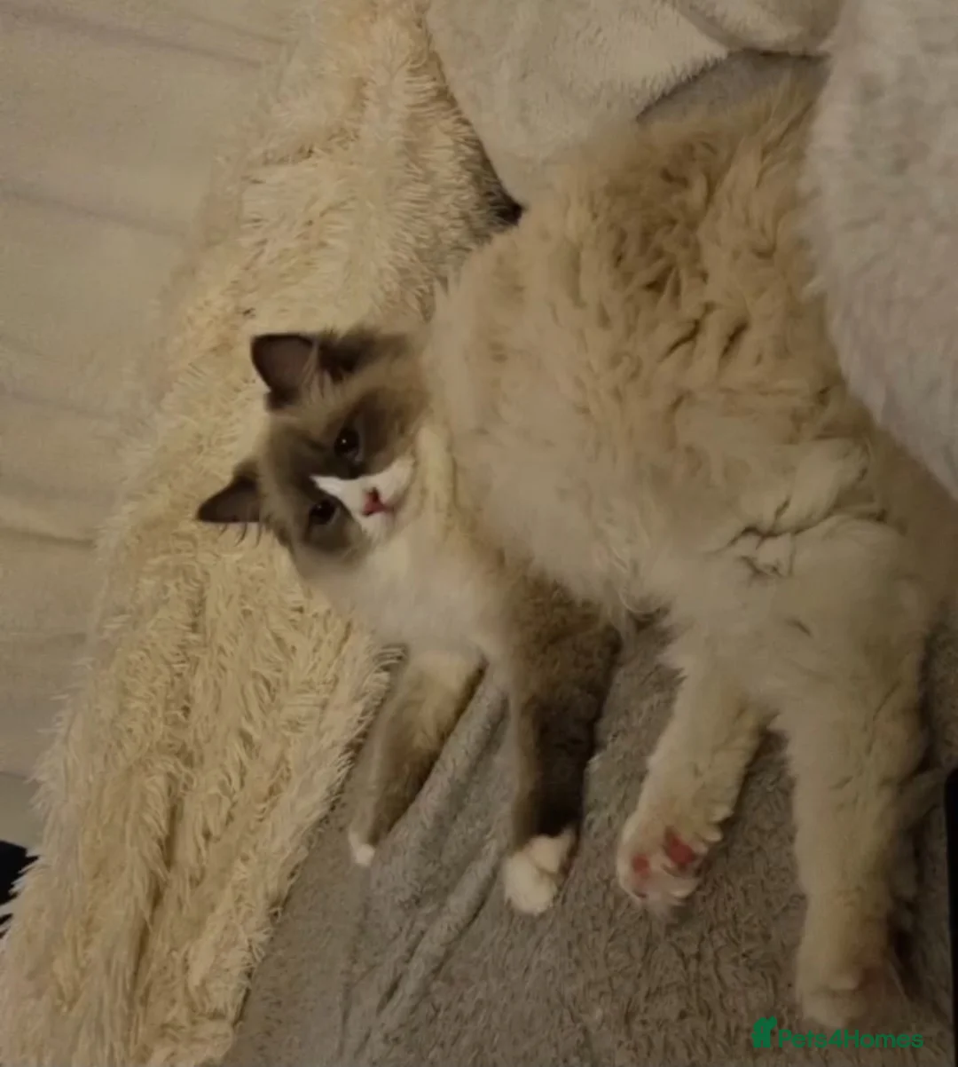 Ragdoll cats for sale: Ragdoll Kittens  - Advert 1