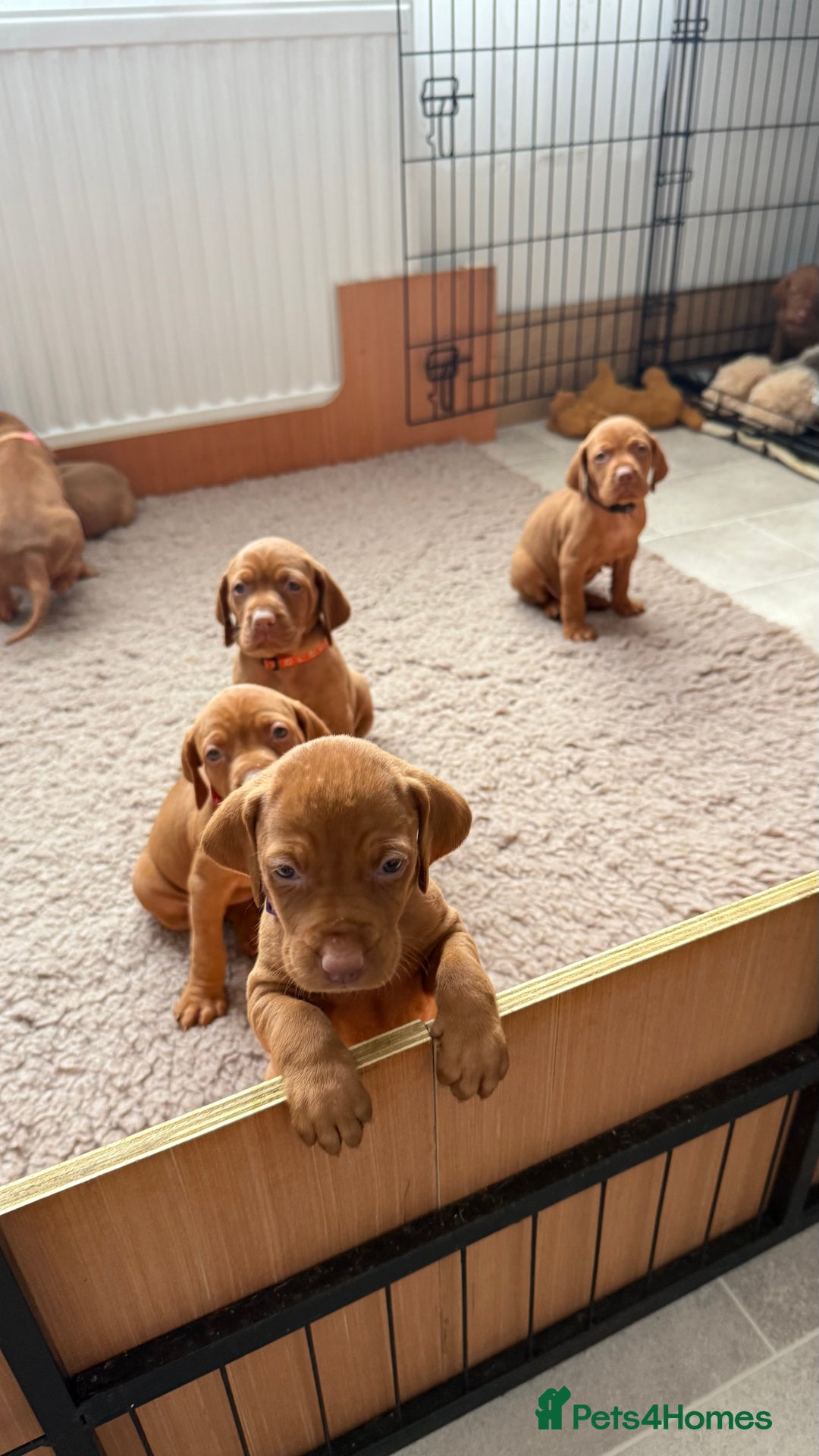 Hungarian Vizsla dogs for sale: Hungarian Vizsla - Image 3