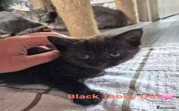 Domestic Shorthair cats for sale: 3 Beautiful kittens  - Image 5