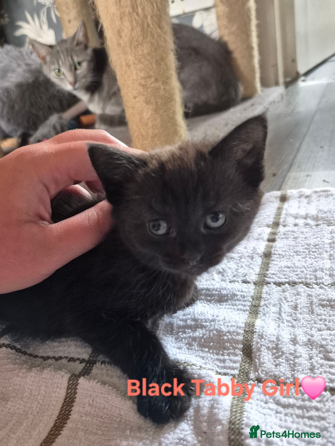 Domestic Shorthair cats for sale: 3 Beautiful kittens  - Image 5