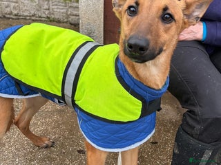 Mixed Breed dogs Young pup Troy wants a forever home - Advert 8