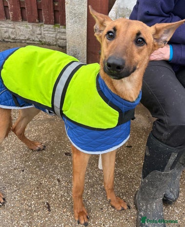 Mixed Breed dogs Young pup Troy wants a forever home - Advert 2