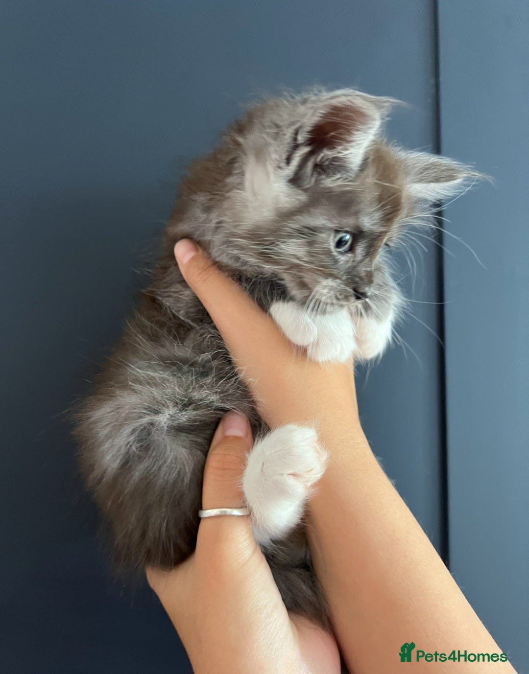 Maine Coon cats for sale: Male maine coon looking for forever home  - Advert 4