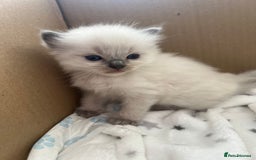 Ragdoll cats for sale: pedigree Ragdoll kittens - champion blood lines  - Image 11