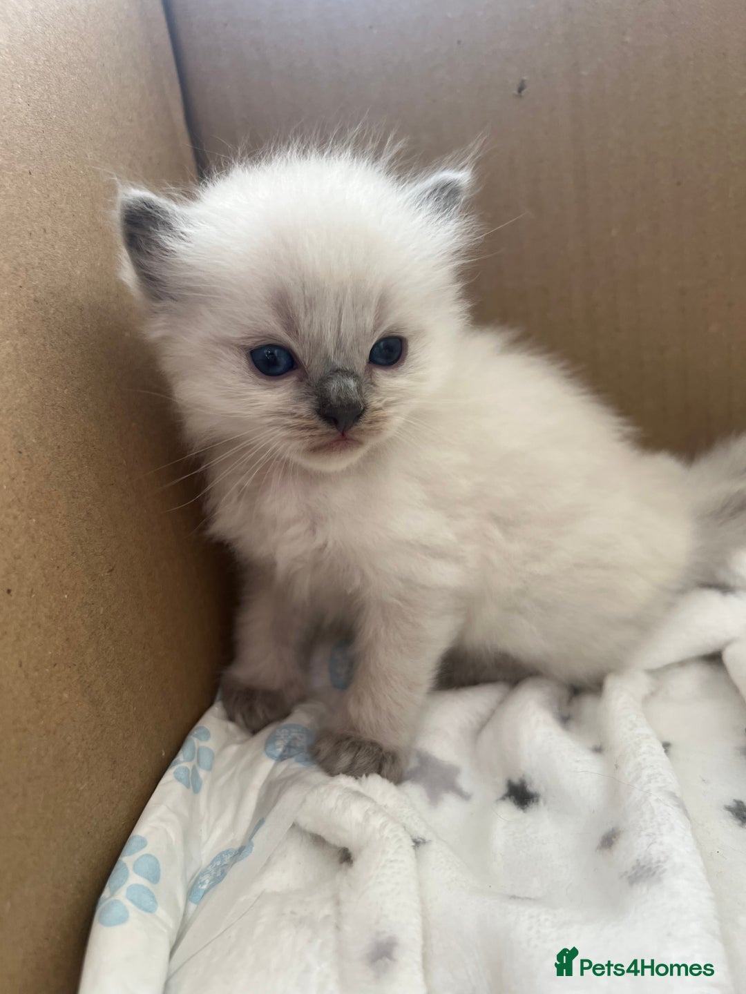Ragdoll cats for sale: pedigree Ragdoll kittens - champion blood lines  - Image 11